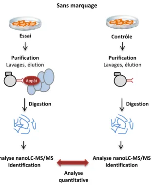 Figure  20  :  Stratégie  de  quantification  sans  marquage  pour  l’analyse  nanoLC-MS/MS  de  complexes protéiques