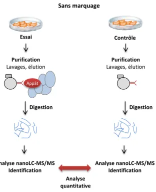 Figure  20  :  Stratégie  de  quantification  sans  marquage  pour  l’analyse  nanoLC-MS/MS  de  complexes protéiques