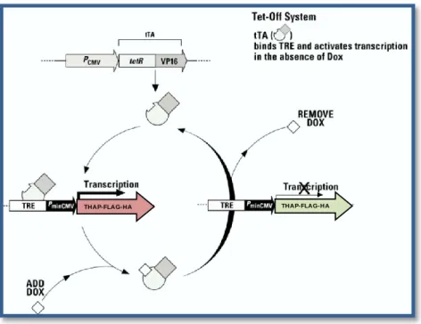 Figure  24 :  Système  d’expression  conditionnelle  de  la  protéine  THAP  étiquetée  FLAG-HA  (BD TM  Tet-Off)