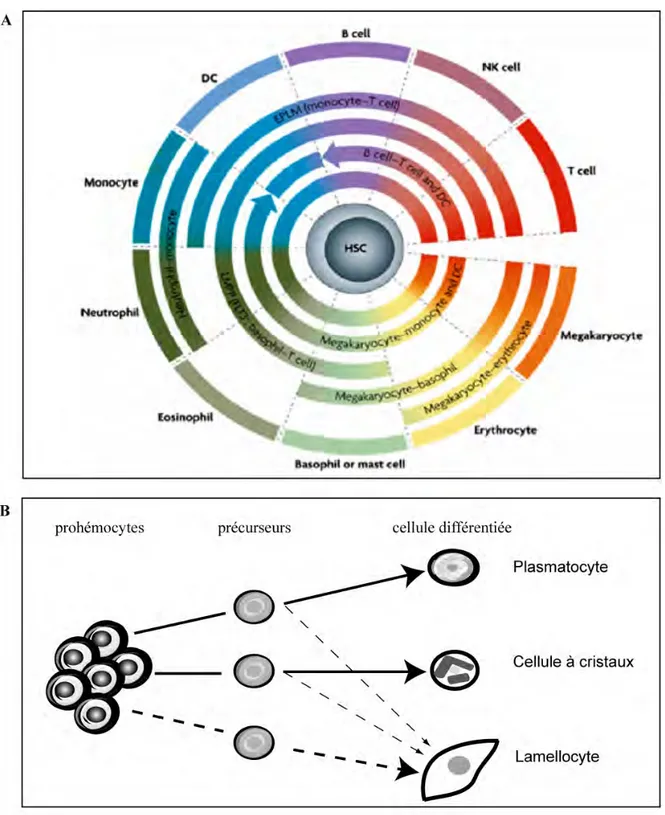 FIGURE	
  1	
  :	
  MODELE	
  DE	
  L'HEMATOPOÏSE	
  CHEZ	
  LES	
  VERTEBRES	
  ET	
  LA	
  DROSOPHILE	
  