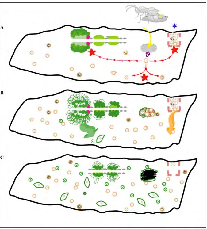 FIGURE	
  10	
  :	
  LA	
  REPONSE	
  AU	
  PARASITISME	
  