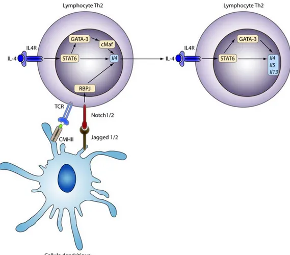 Figure 1 : Voie de différenciation des lymphocytes Th2. 