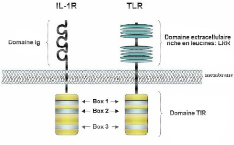 Figure 4: Représentation schématique de la structure d'un TLR et du récepteur à l'IL
