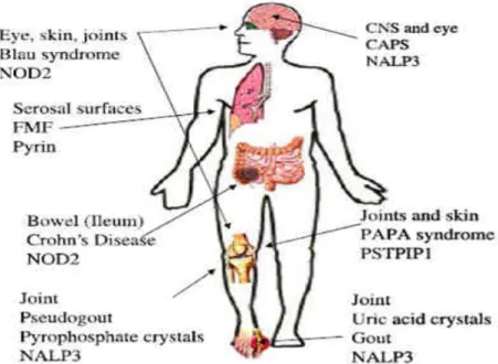 Figure 5: Les pathologies associées aux NLRs et leurs localisations dans l’organisme