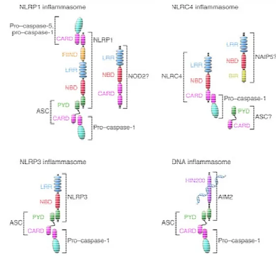 Figure 8: Schéma structural des différents inflammasomes et leurs 