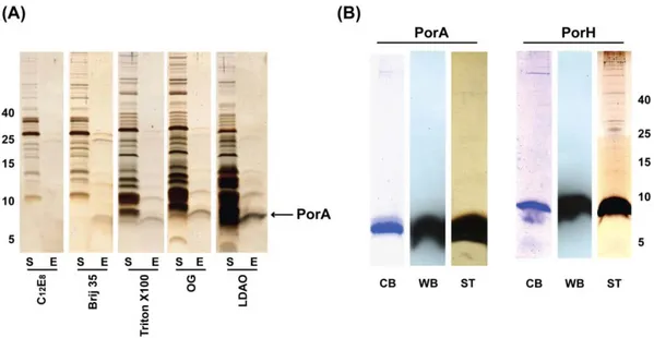 Fig. II-3: Extraction and purification profile of PorA and PorH. (A) Silver stained SDS-PAGE  showing extraction of over-expressed PorA Chis  from C