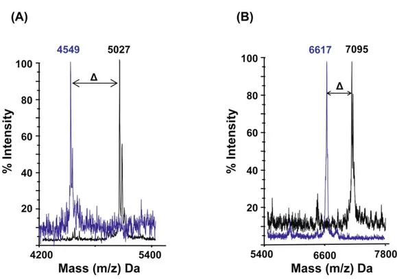 Fig. II-5: MALDI TOF mass spectra of (A) PorA and (B) PorH with (in black) and without (in  blue) mycolic acid (∆ = 478 Da) modification