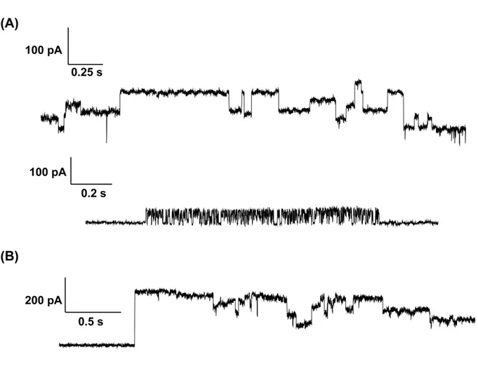 Fig. II-9: Influence of affinity tags on porin channel activity. Channel recording with a mixture  containing (A) PorA and PorH Chis  , (B) PorA Chis  and PorH