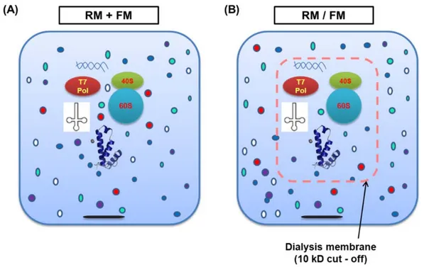 Fig. III-2: Production of MPs in (A) batch system in which RM and FM were mixed in one  reaction chamber, and in (B) continuous exchange system in which the RM is separated from the  FM by a semi-permeable membrane to avoid toxic effect of some metabolites