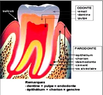 Figure 8 : L’organe dentaire. 