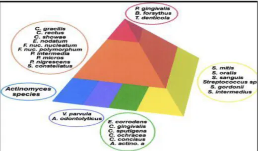 Figure 16: Bactéries sus et sous gingivales associées en complexes [Socransky et al.1998]