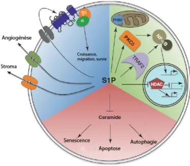 Figure 7 : Actions intracellulaires et extracellulaires de la S1P : 