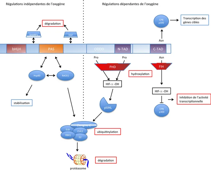 Figure 17 : régulations de HIF dépendantes et indépendantes de l’oxygène.