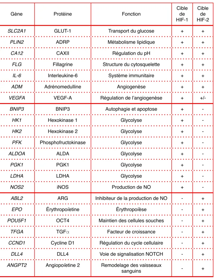 Figure 18 : Gènes cibles communs ou spécifiques aux facteurs HIF-1 et HIF-2 (D’après Keith 2011)