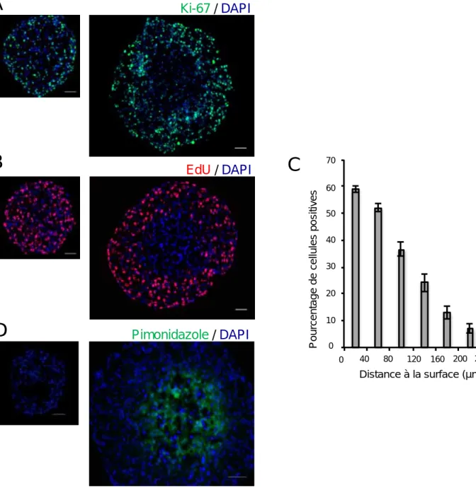 Figure 19 : Caractérisa on du gradient  de  proliféra on au cours  de la croissance des sphéroides Capan‐2  A : Immunodétec on des cellules proliféra ves (Ki‐67, vert) sur des coupes à congéla on de sphéroïdes Capan‐2 mesurant 300µm (gauche) ou 500µm (droi