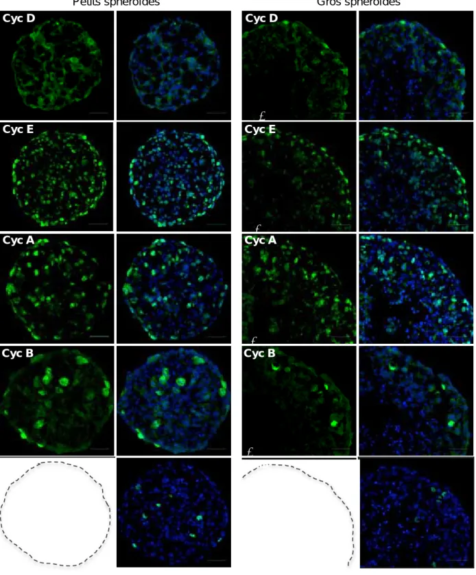 Figure 21 : Expression de régulateurs du cycle cellulaire au cours de la croissance des sphéroides Capan‐2 Immunodétec on des cyclines D, E , A, B et de l’Histone‐3‐phosphorylée (p‐H3) sur des coupes à congéla on de sphéroides Capan‐2 mesurant 300µm (gauch