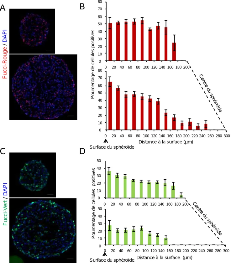 Figure  24  :    Répar on  des  cellules  dans  les  différentes  phases  du  cycle  cellulaire  dans  les  sphéroides Capan‐2 exprimant  les marqueurs Fucci rouge ou  vert 