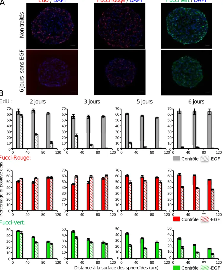 Figure 27  : Arrêt en phase  G1 et G2 en réponse à la priva on en EGF 