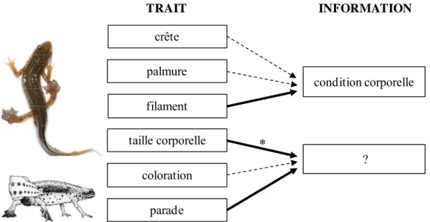 Figure 7. Association entre les traits potentiellement utilisés par les femelles pour choisir 