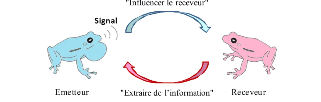 Figure 1. Représentation d’une communication entre un mâle (émetteur) et une 