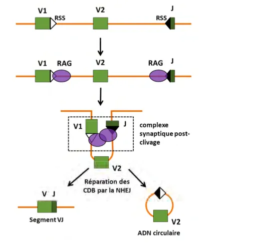 Figure  3  :  Schéma  de  recombinaison  VJ  assurée  par  les  protéines  RAG  (adapté  de  De  Villartay Nat Rev Immunol 2003)