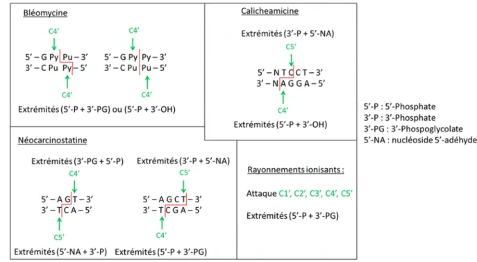 Tableau 2 : Présentation des différents types d’extrémités majoritaires induites par les agents  chimiques au niveau des CDB (d’après (Povirk, 1996))