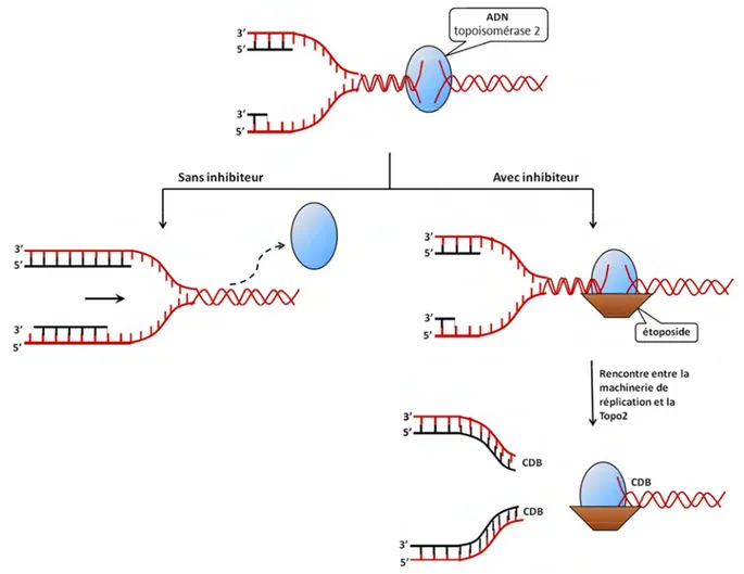 Figure 12 : Représentation schématique de la génération d’extrémités double-brin après  inhibition de la topoisomérase 2 par l’étoposide