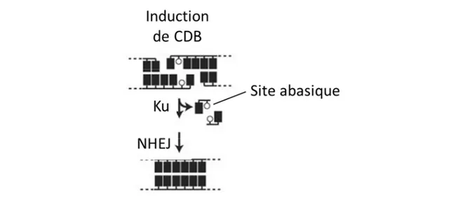 Figure 20 : Modèle d’action de Ku dans l’élimination des sites abasiques. 
