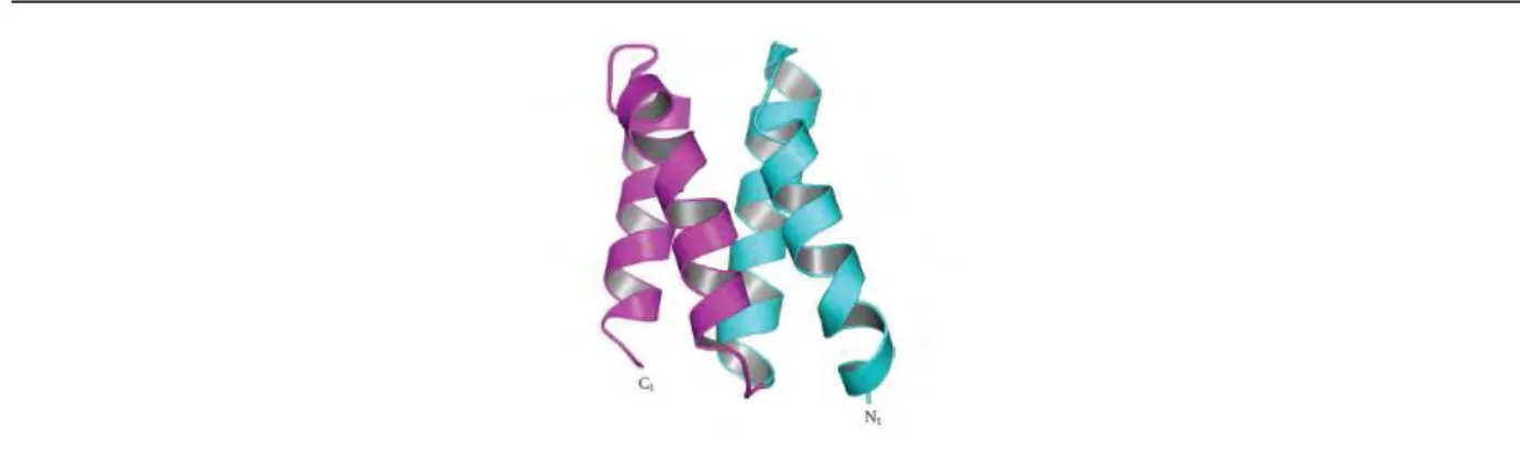 Figure  22 :  Exemple  de  motif  HEAT  constitué  de  deux  hélices-α  anti-parallèles  (d’après  (Ochi et al., 2010))