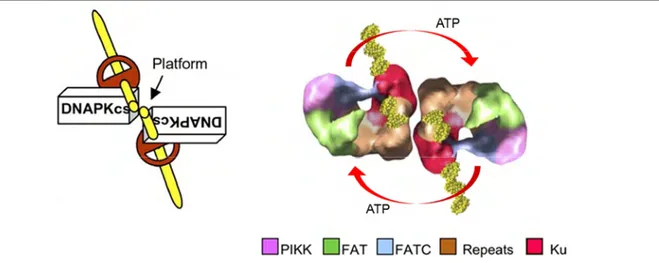 Figure 25 : Shéma de la synapse et de la trans-autophosphorylation de la DNA-PKcs.  D’après (Spagnolo et al., 2006) 