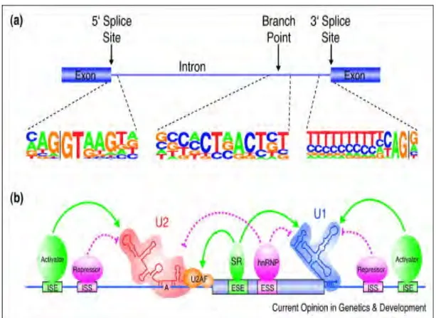 Figure 2 : Mécanismes d’épissage : séquence en cis et facteurs en trans  