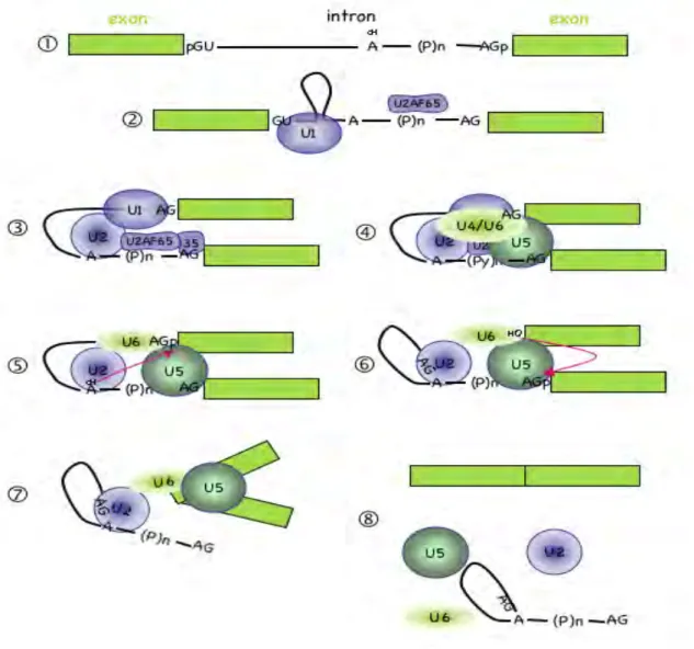 Figure 3 : Mécanismes d’épissage d’un intron par le splicéosome 