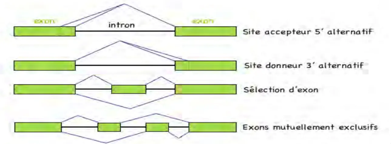Figure 4 : Les différents types d’épissages alternatifs (Ladomery et al., 2007)  Les  différentes  types  d’épissages  alternatifs  sont  issus  d’une  compétition  de  sites  d’épissages  en  5’  ou  en  3’,  de  la  sélection  de  cassettes  exoniques,  