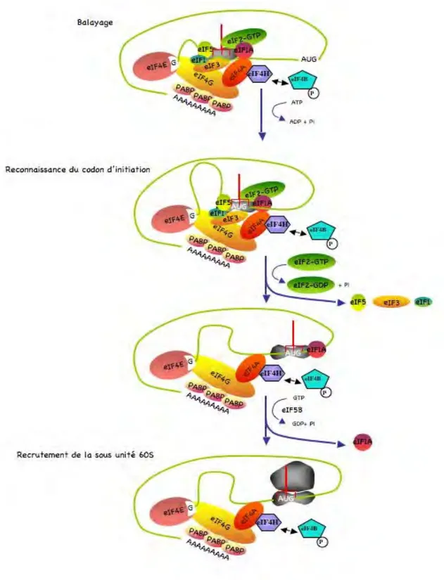 Figure 6 : Les différentes étapes de l’initiation de la traduction  