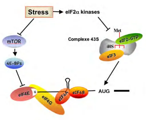 Figure 7 : Effet du stress sur l’étape d’initiation de la traduction 