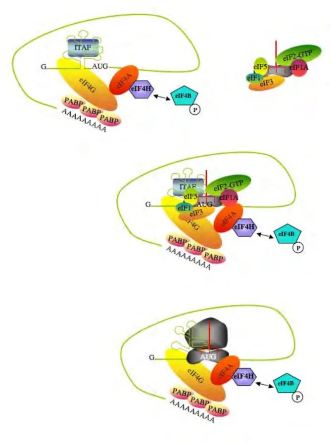 Figure 8 : Initiation de la traduction dépendante des IRES  
