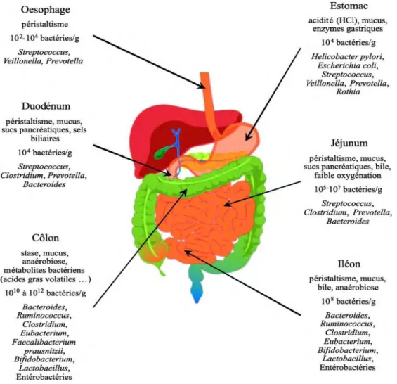 Figure  6  :  Schéma  du  tractus  gastro-intestinal  et  de  la  répartition  de  son  microbiote[7]
