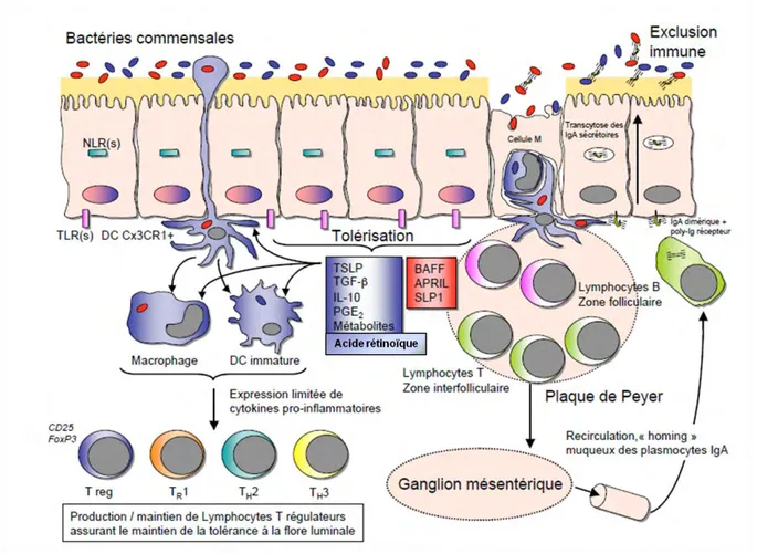 Figure 9 : Mécanismes de la tolérance envers les bactéries intestinales commensales (d’après[5])