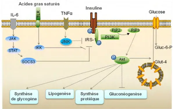 Figure 11 : Mécanismes moléculaires de la résistance à l’insuline[6]. L’insuline se lie à son récepteur,  ce  qui  induit  l’autophosphorylation  de  celui-ci  sur  des  résidus  tyrosine