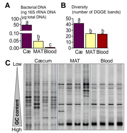Figure  S1.  Bacterial  DNA  is  present  in  mesenteric  adipose  tissue  (MAT)  and  blood  of  healthy mice: a denaturating gradient gel electrophoresis (DGGE) analysis