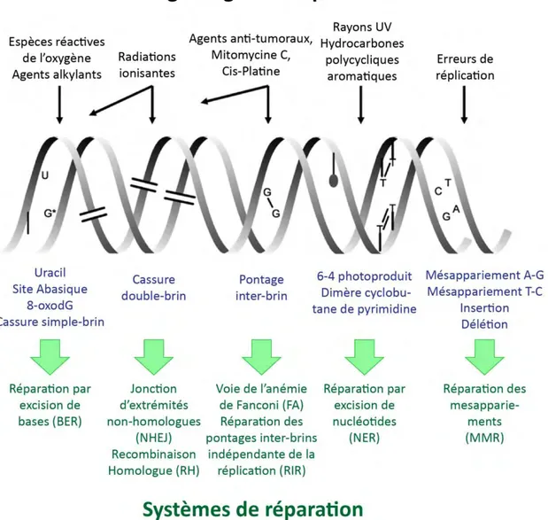 Figure 1. Les types de dommages à l’ADN, leurs origines et leurs réparations. 