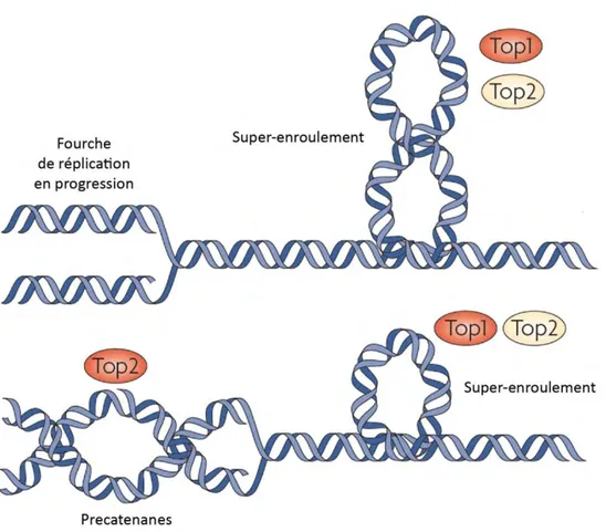 Figure 3. Torsions de l’ADN liées à la réplication. 