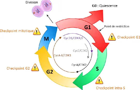 Figure 7. Le cycle cellulaire et ses points de contrôle. 