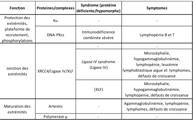 Tableau 1. Les protéines de la C-NHEJ, fonctions et syndromes associés. 