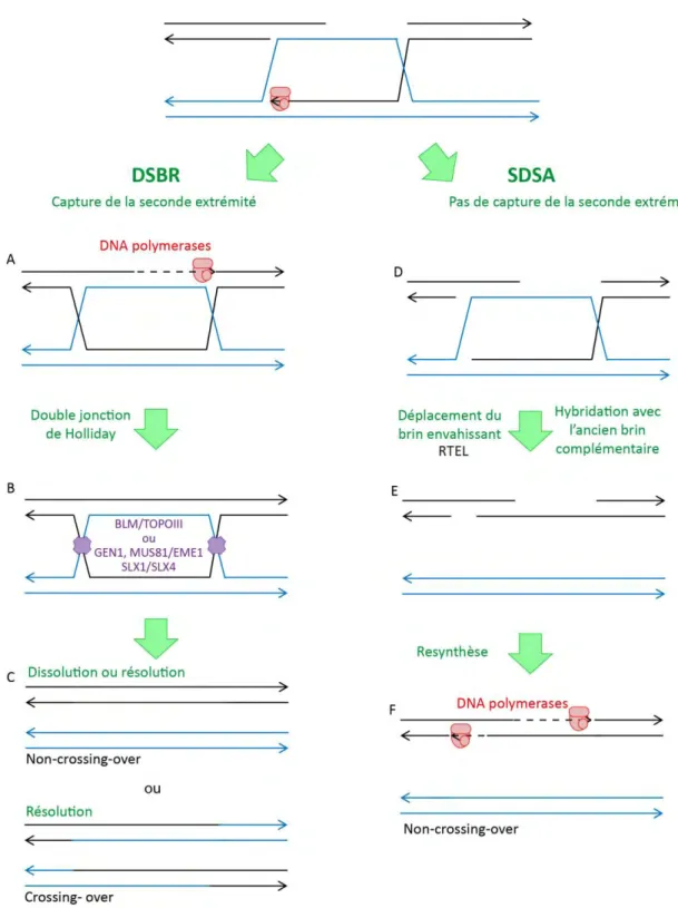Figure 11. La réparation par recombinaison homologue (2ème Partie) : DSBR et SDSA 