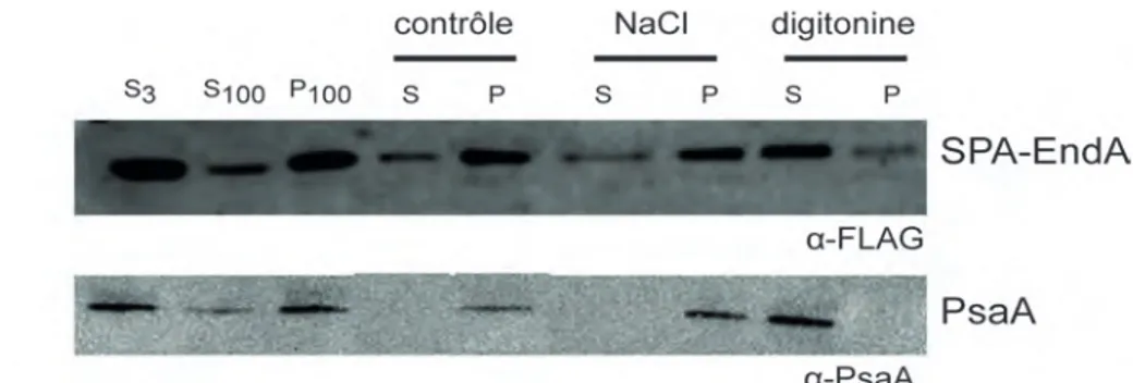 Figure  16-  Fractionnement  cellulaire  de  la  souche  exprimant  la  fusion  SPA-EndA