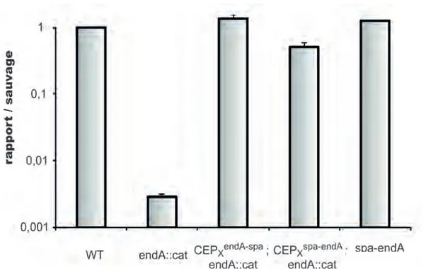 Figure  18-  Les  fusions  EndA-SPA  et  SPA-EndA  placées  à  CEP  ou  au  locus  naturel  sont  fonctionnelles  en  transformation