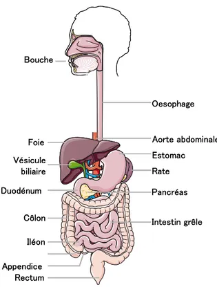 Figure 1 – Le tractus digestif.  