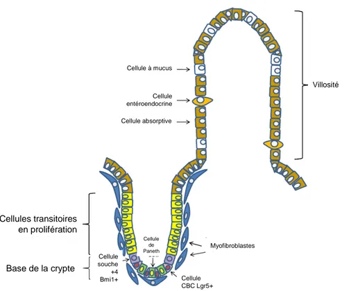 Figure  3  –  Organisation  cellulaire  de  l’épithélium  intestinal.  