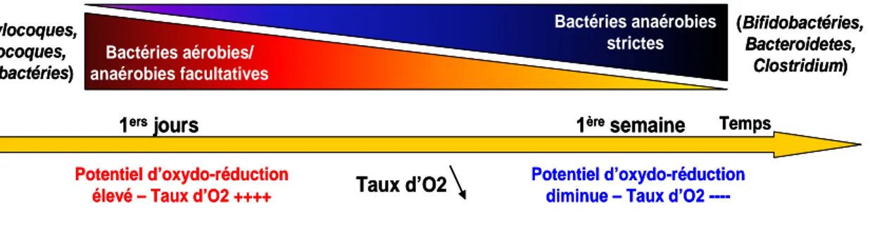Figure 13 – Potentiel oxydo-réducteur dans le tractus GI.  